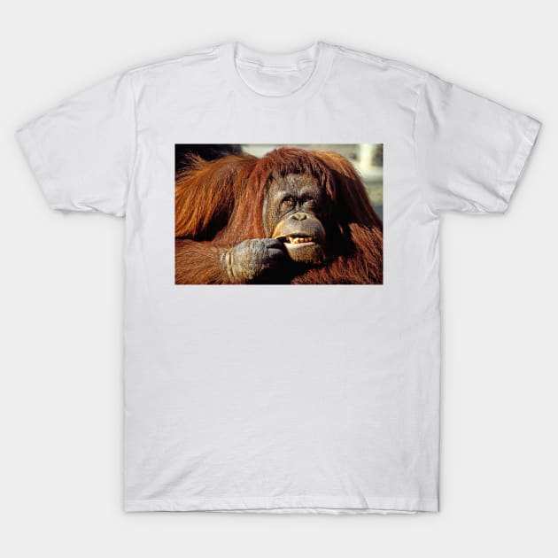 Orangutan T-Shirt by photogarry